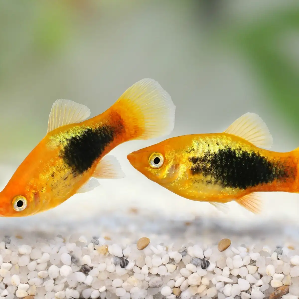Calico Platy